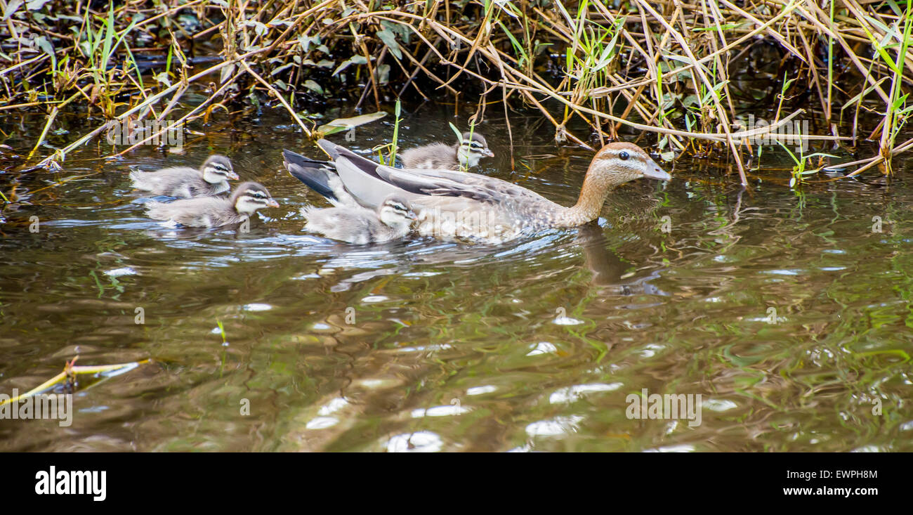 mother wood duck and chicks Stock Photo Alamy