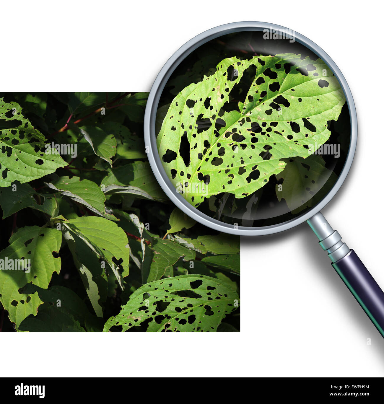 Plant disease concept as a group of damaged leaves with holes caused by garden pests as worms and bug larvae with a magnifying glass close up of a green diseased leaf. Stock Photo