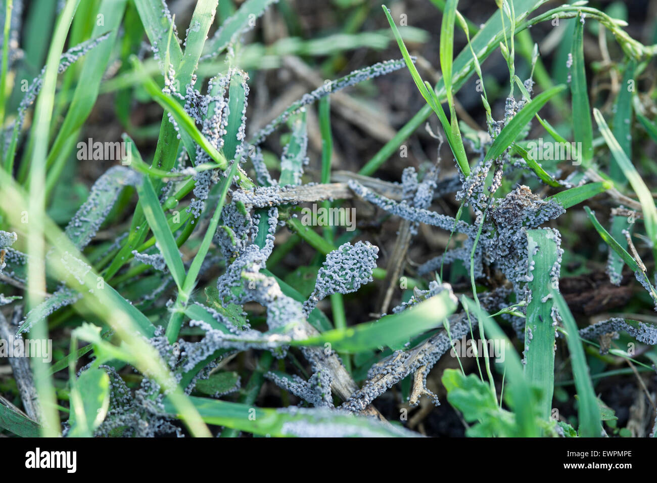 Grey slime mould (mold) on grass Stock Photo
