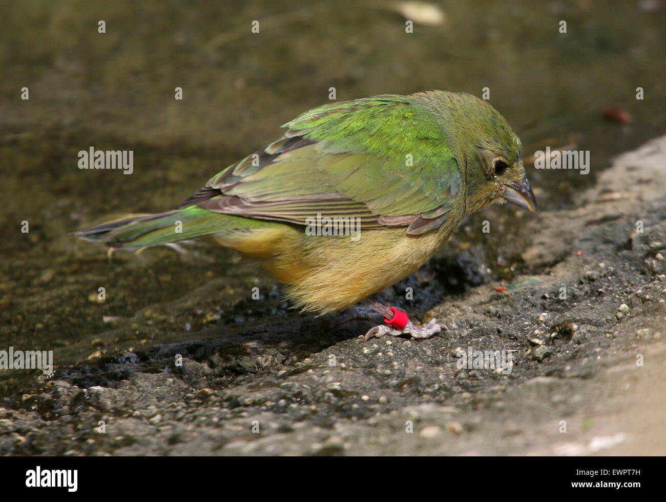 Female Painted bunting (Passerina ciris), native to the deserts of Mexico and the Southern USA Stock Photo