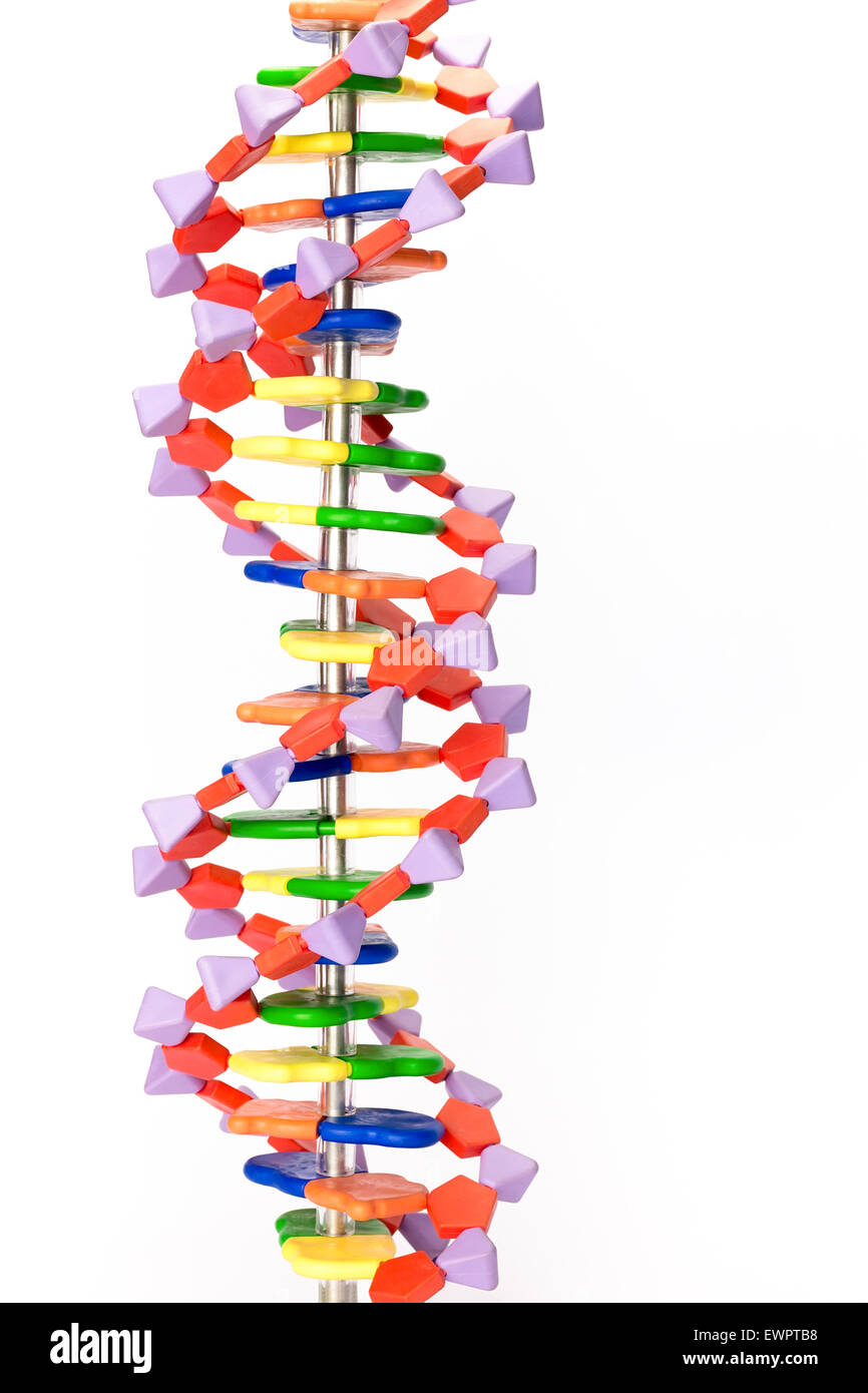 Artificial human DNA model showing  structure of molecule for education in school Stock Photo