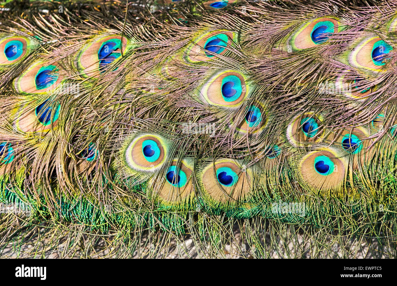 Tail feathers of male peacock with colorful eyes Stock Photo Alamy