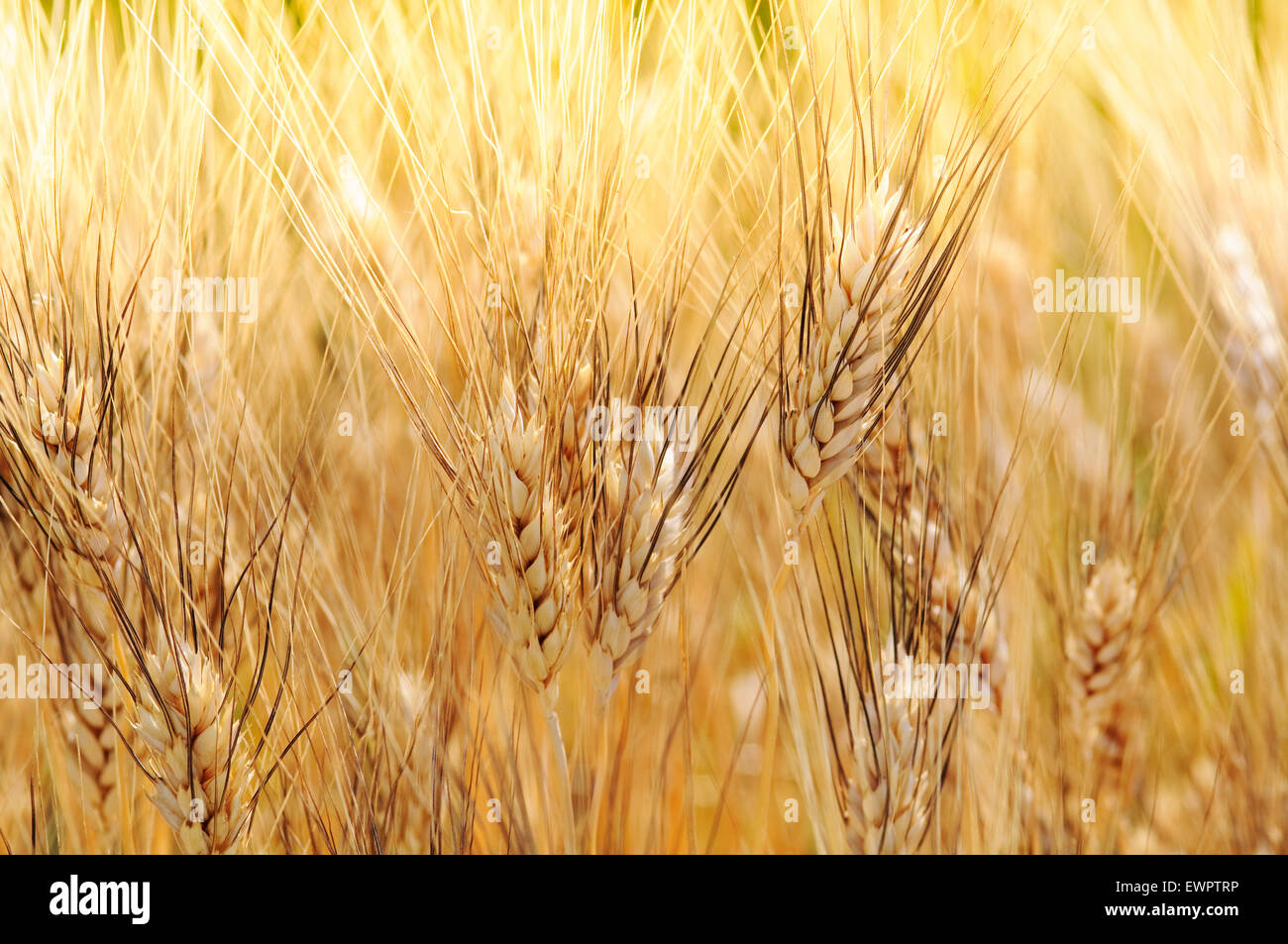Durum Wheat, Triticum durum. Stock Photo