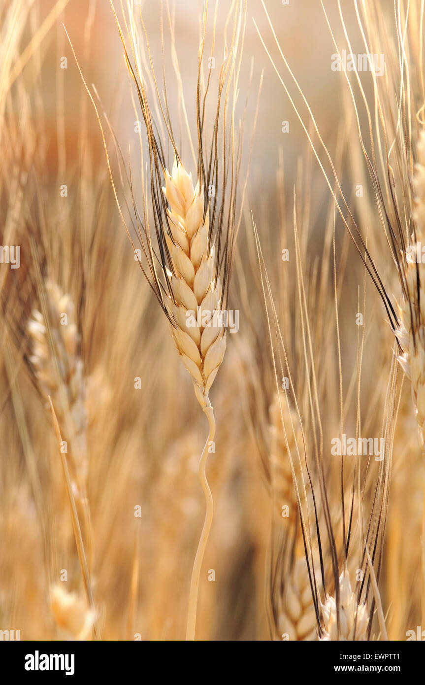 Durum wheat triticum durum hires stock photography and images Alamy