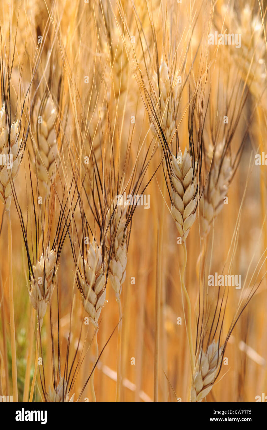 Durum Wheat, Triticum durum. Stock Photo