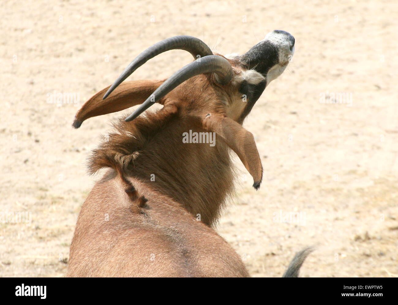 Tempestuous Roan antelope (Hippotragus equinus) Stock Photo