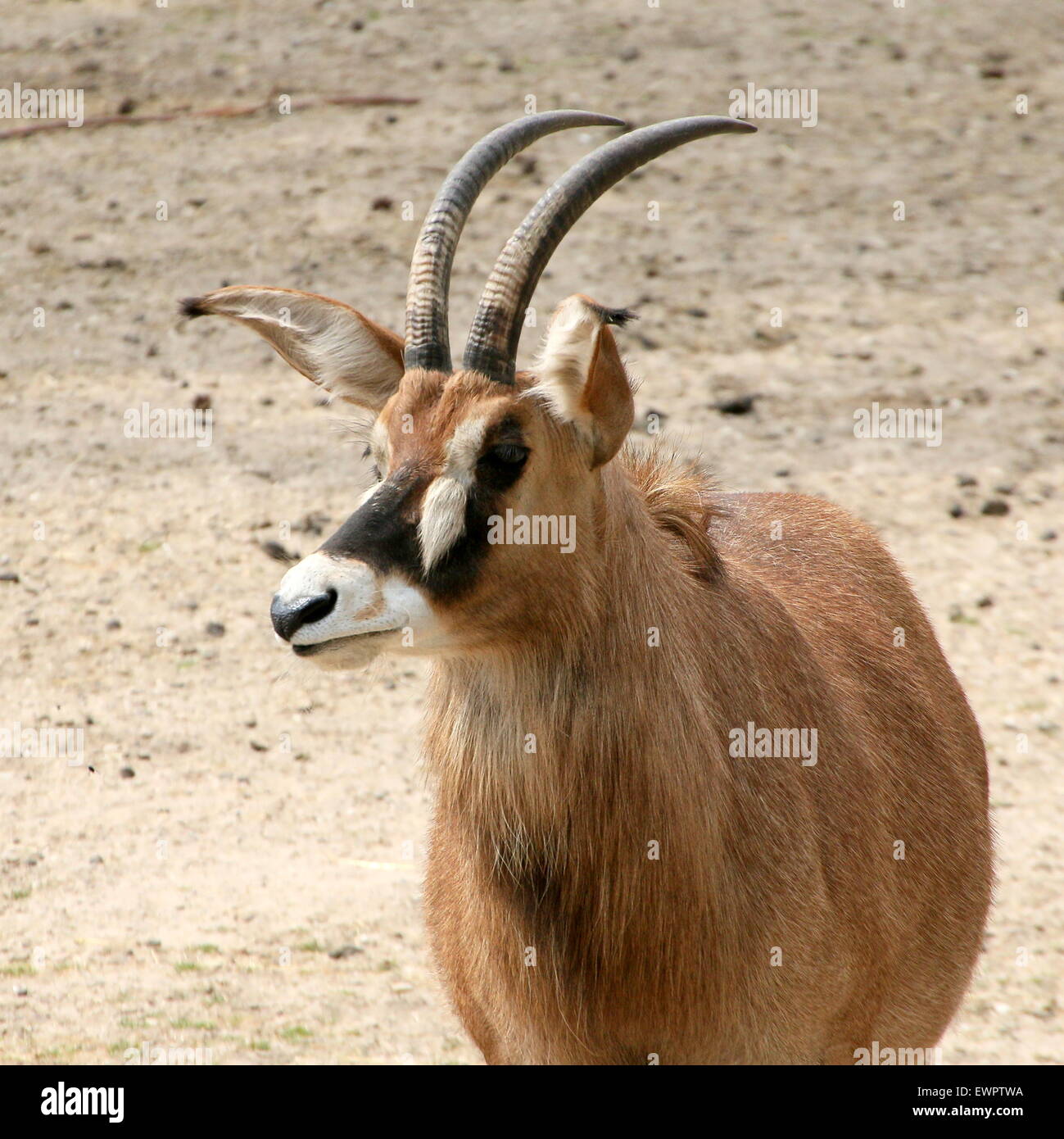 South African Roan Antelope Hippotragus Equinus Portrait Largest