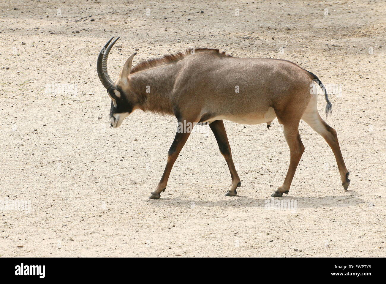 Male Roan antelope (Hippotragus equinus) Stock Photo