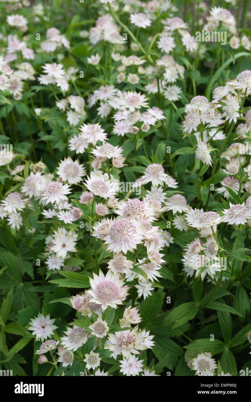 Astrantia garden border hi-res stock photography and images - Alamy