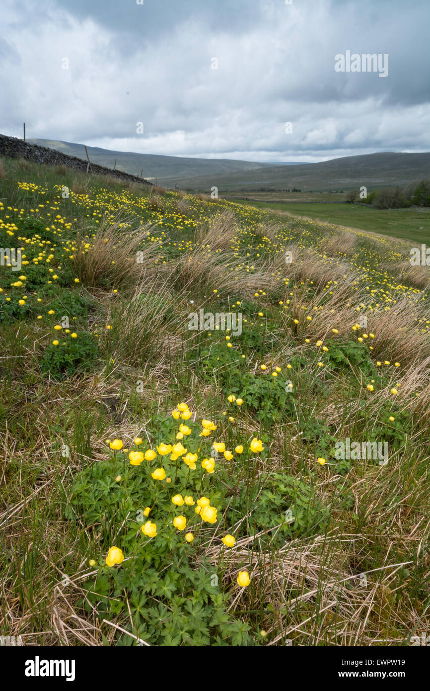 Globe flowers on Ingleborough in the Yorkshire Dales Stock Photo