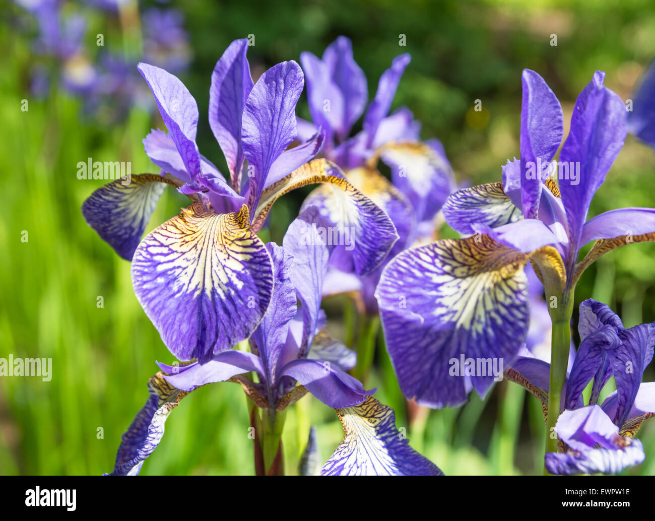 Iris 'Teal Velvet' Stock Photo