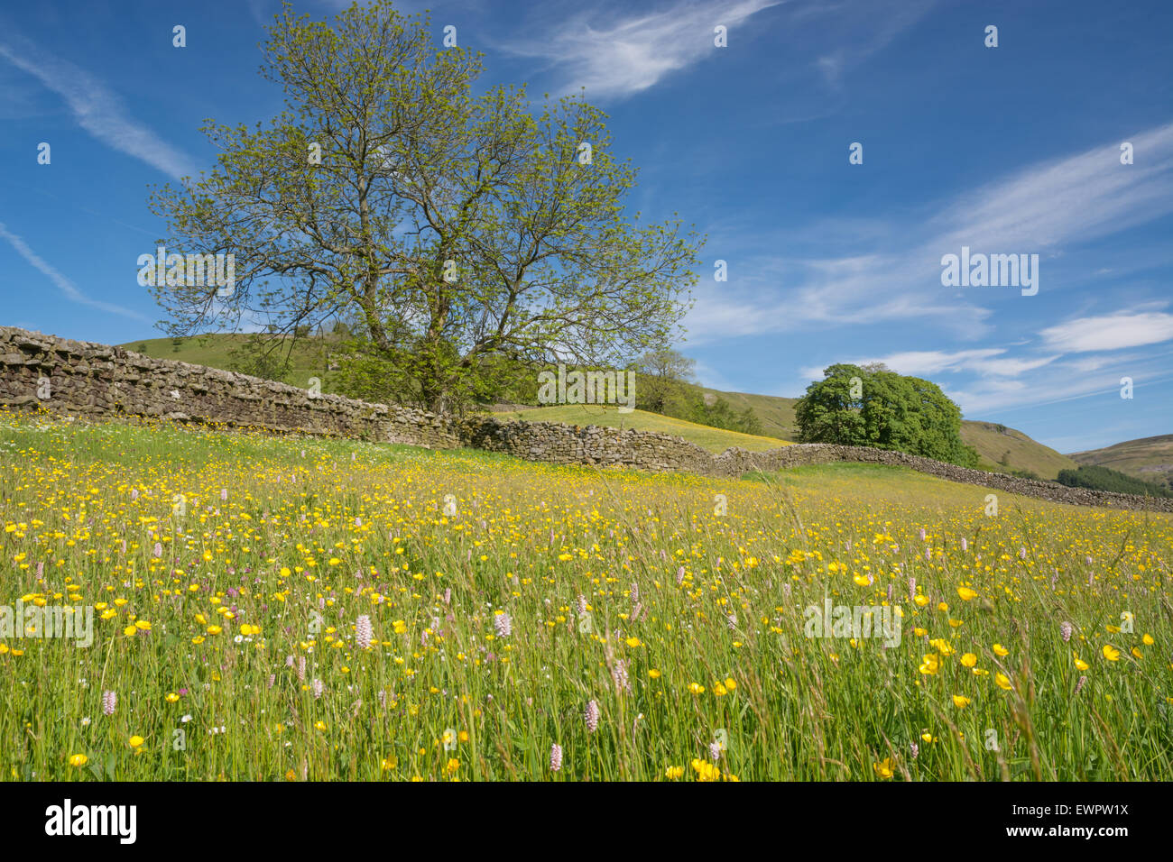 Meadow flowers in Swaledale in the Yorkshire Dales Stock Photo Alamy