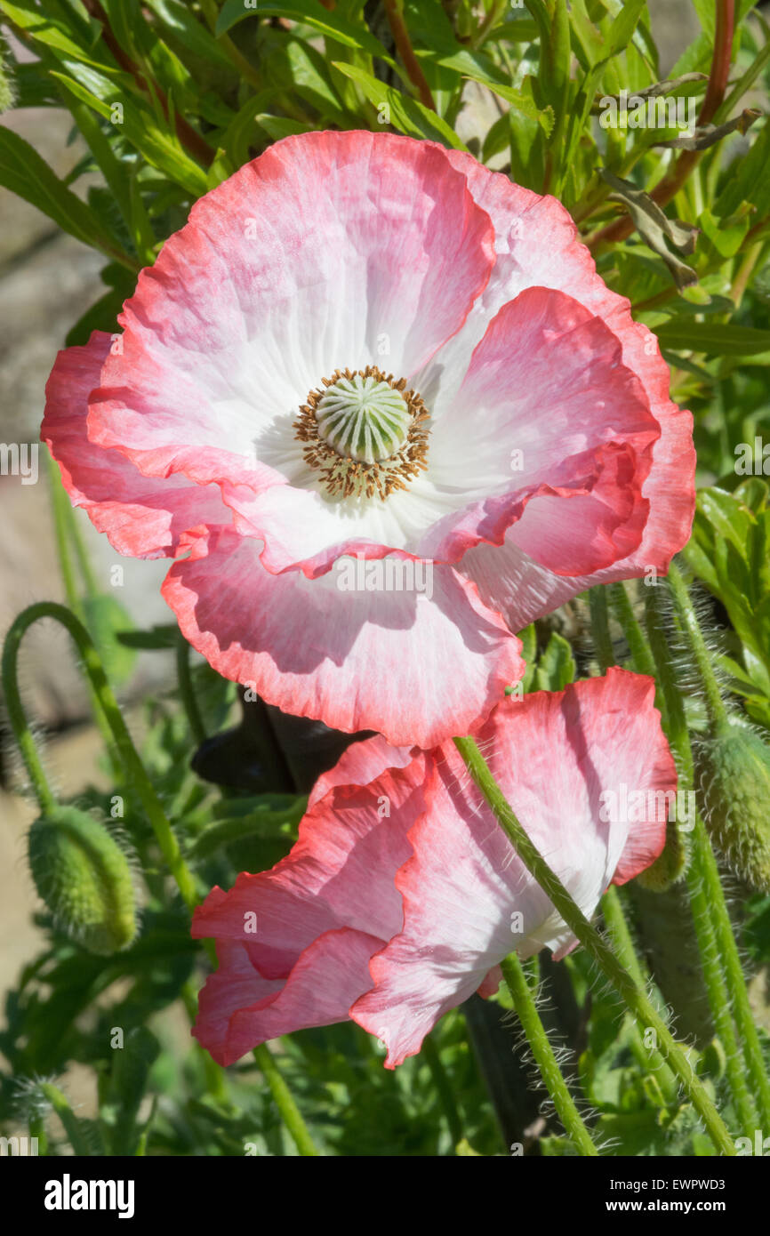 Shirley poppy hires stock photography and images Alamy