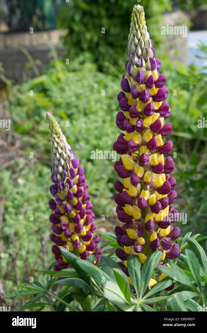 Russell Lupin in flower Stock Photo