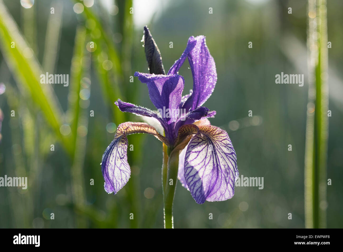 Siberian iris (Iris sibirica) with dewdrops, Chiemgau, Upper Bavaria, Bavaria, Germany Stock Photo