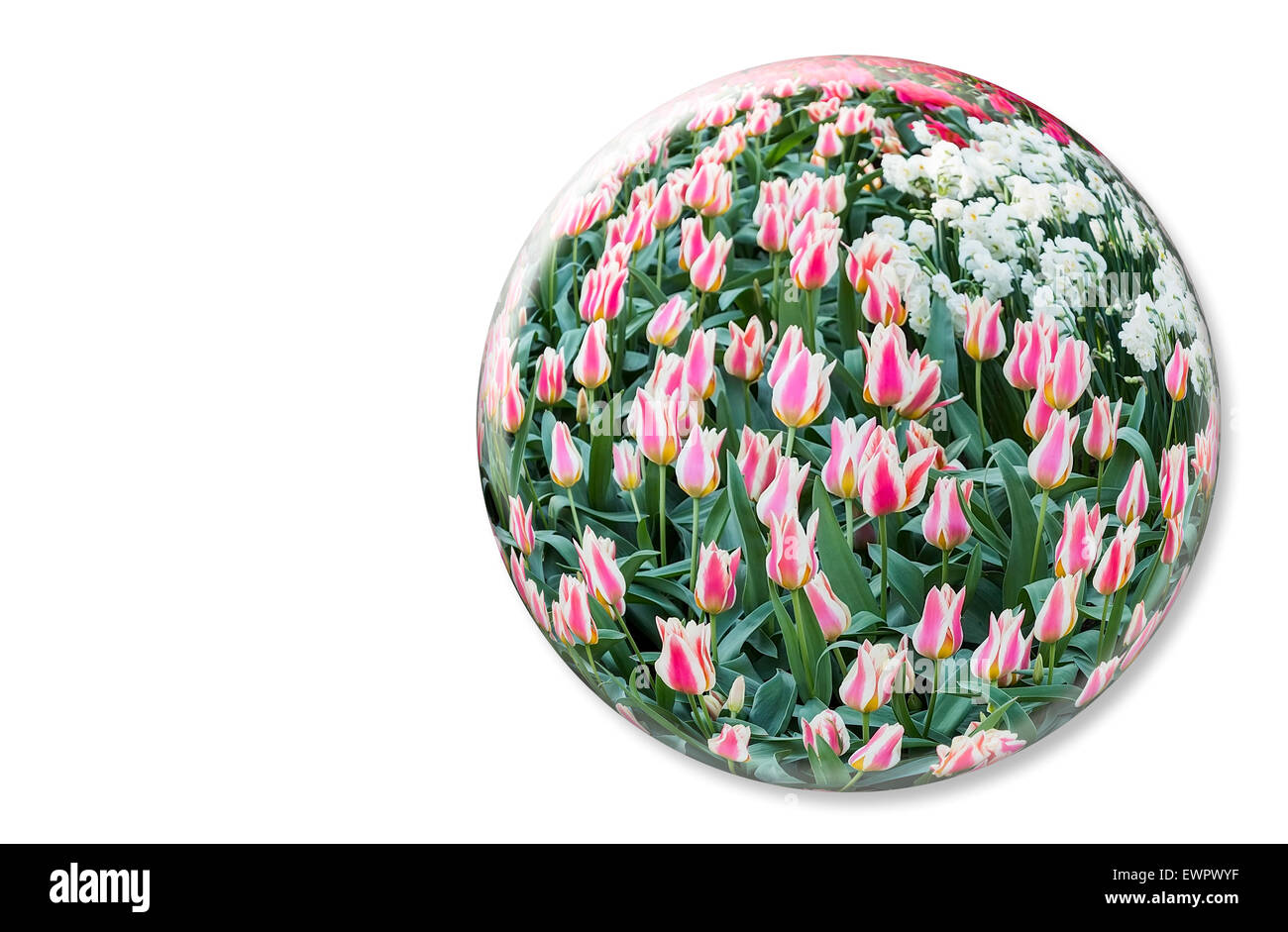 Crystal ball with red white tulips in Keukenhof Holland on white background Stock Photo