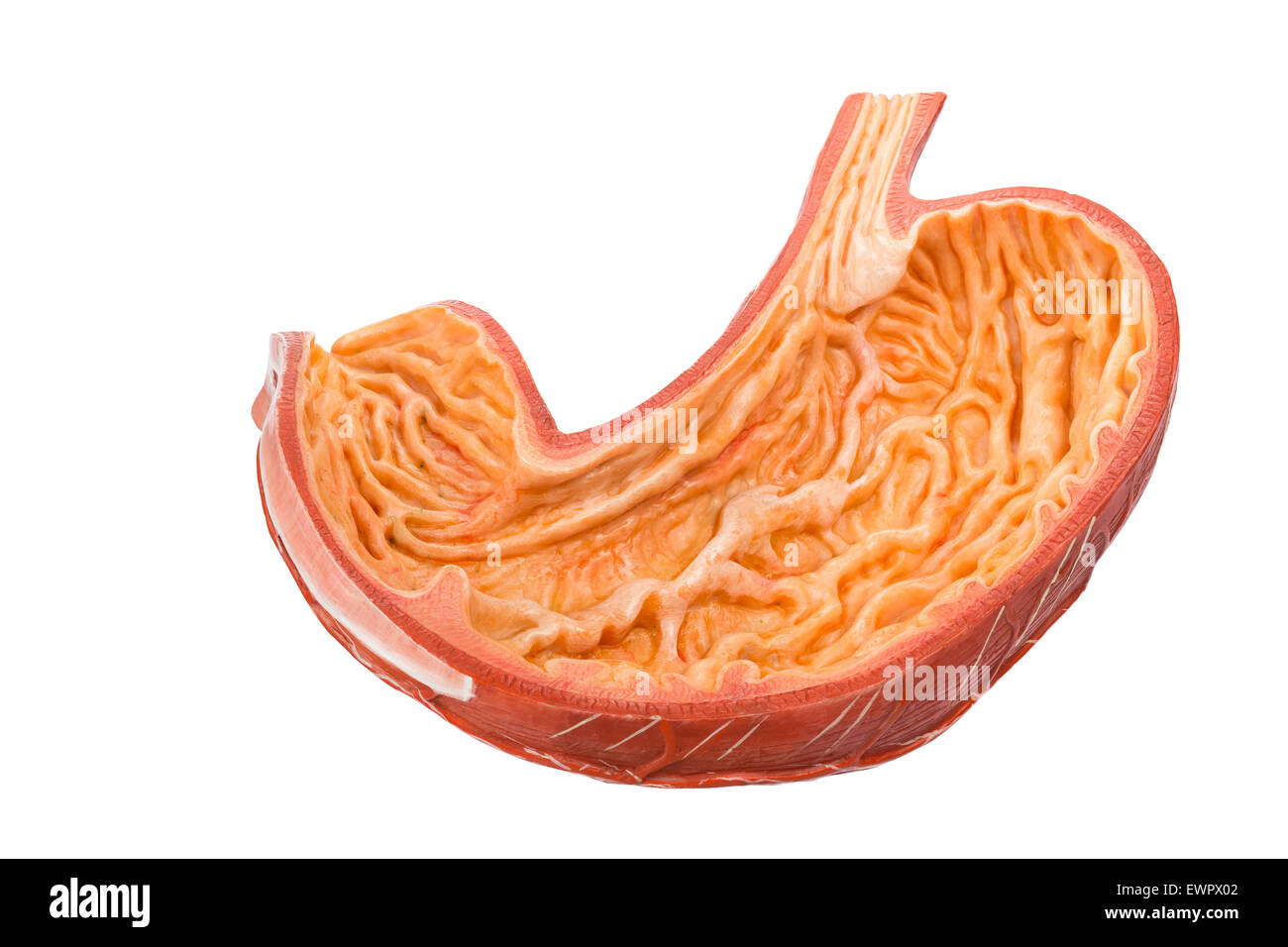 Inside of artificial human bowels model isolated on white Stock Photo