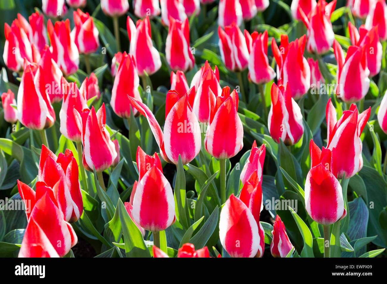 Group of bicolour red-white tulips in Keukenhof Holland Stock Photo