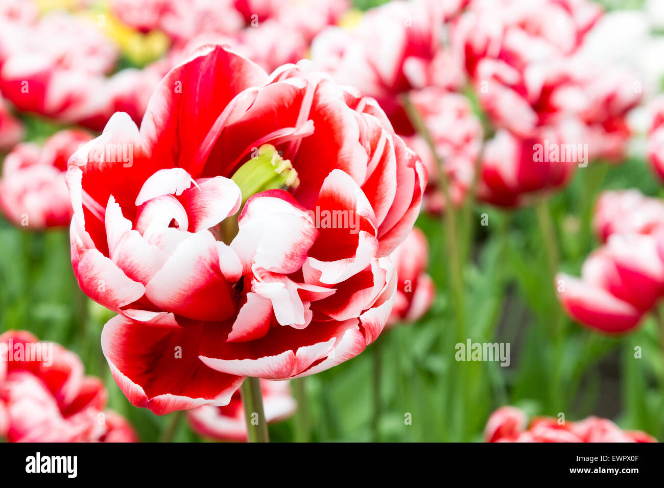 One bicolor red-white tulip in front of many similar flowers Stock Photo