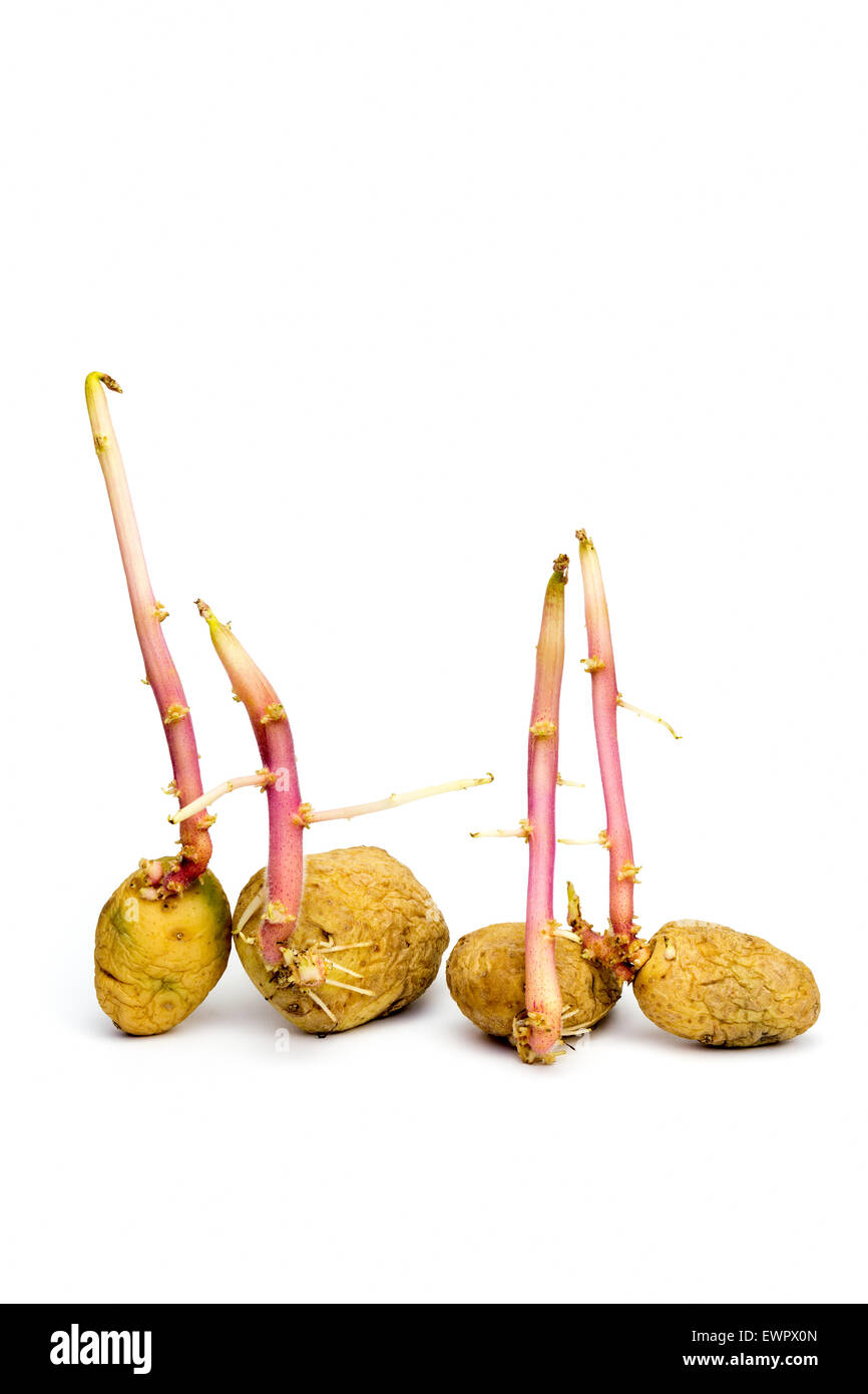Several potatoes with hairy stems  on white Stock Photo