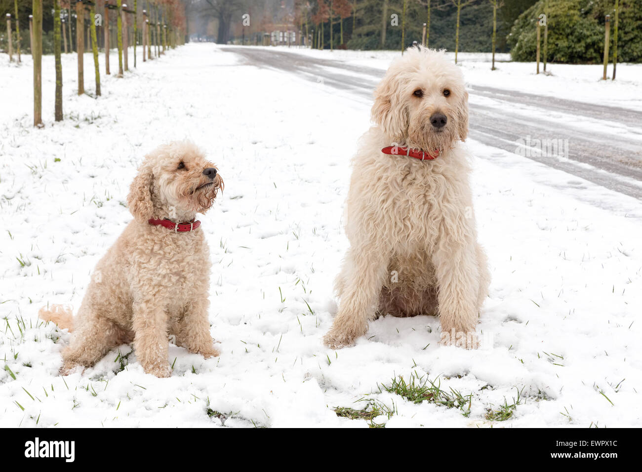 Curly hair dogs hi-res stock photography and images - Alamy