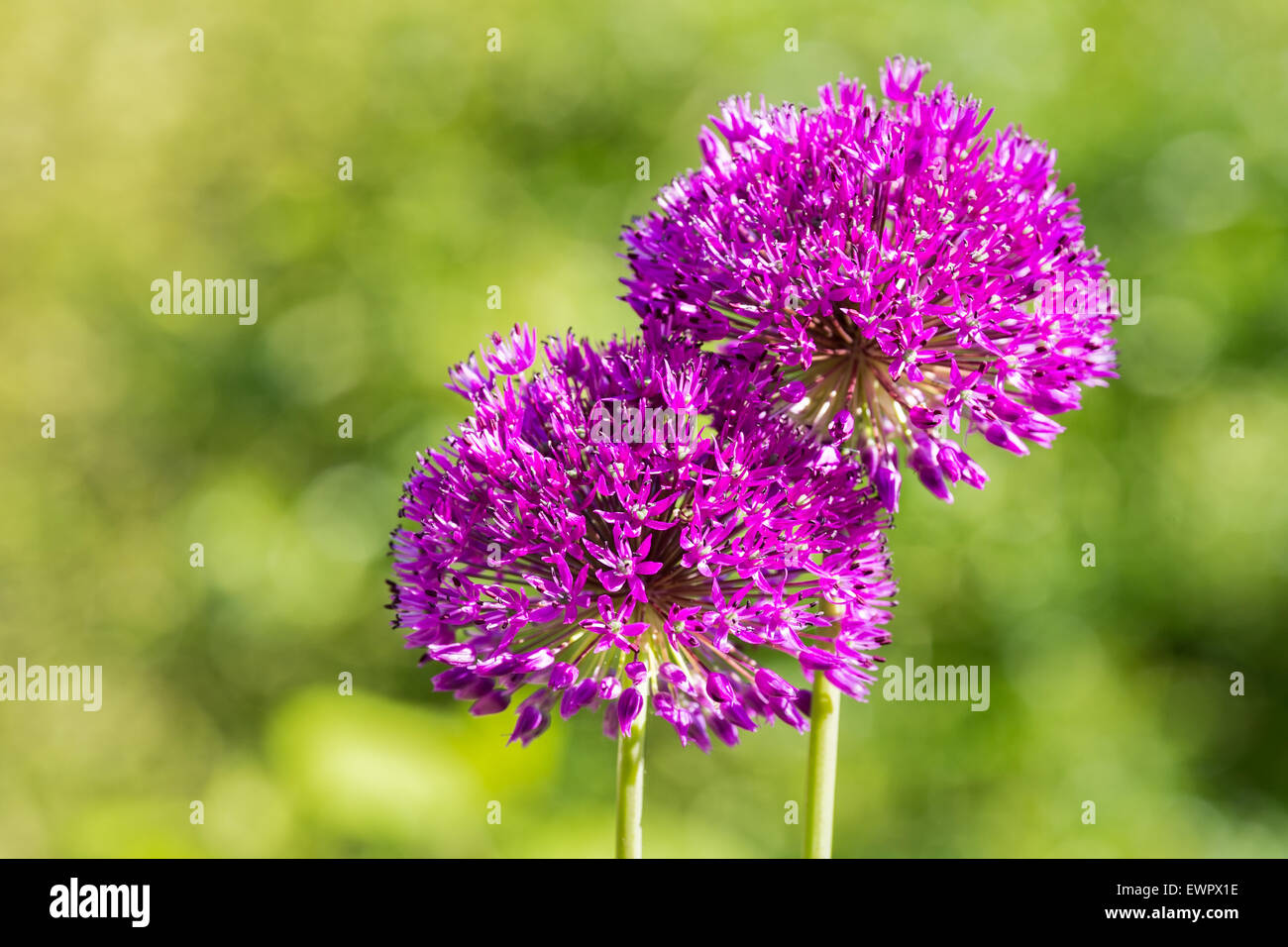 Two purple flowers of ornamental onions together isolated on green background Stock Photo