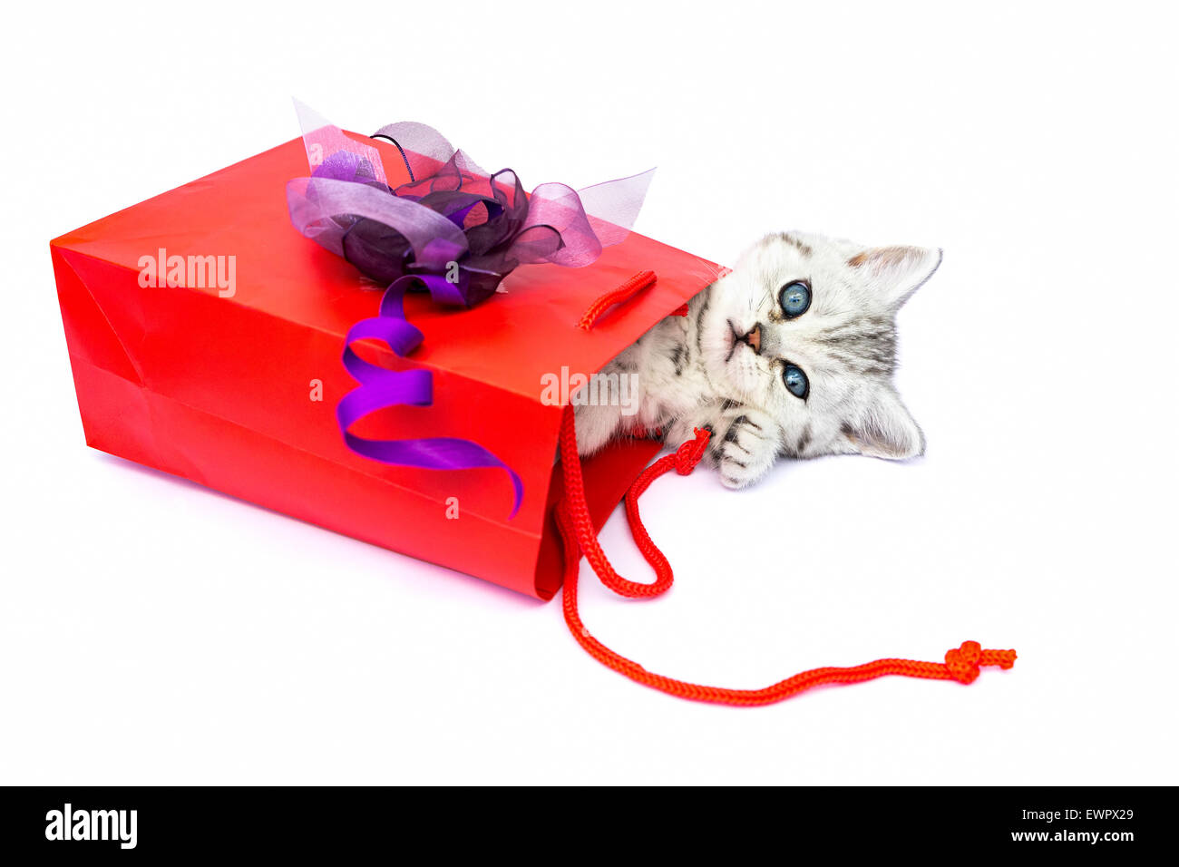 Young kitten lying in red bag with decoration as present isolated on white background Stock Photo