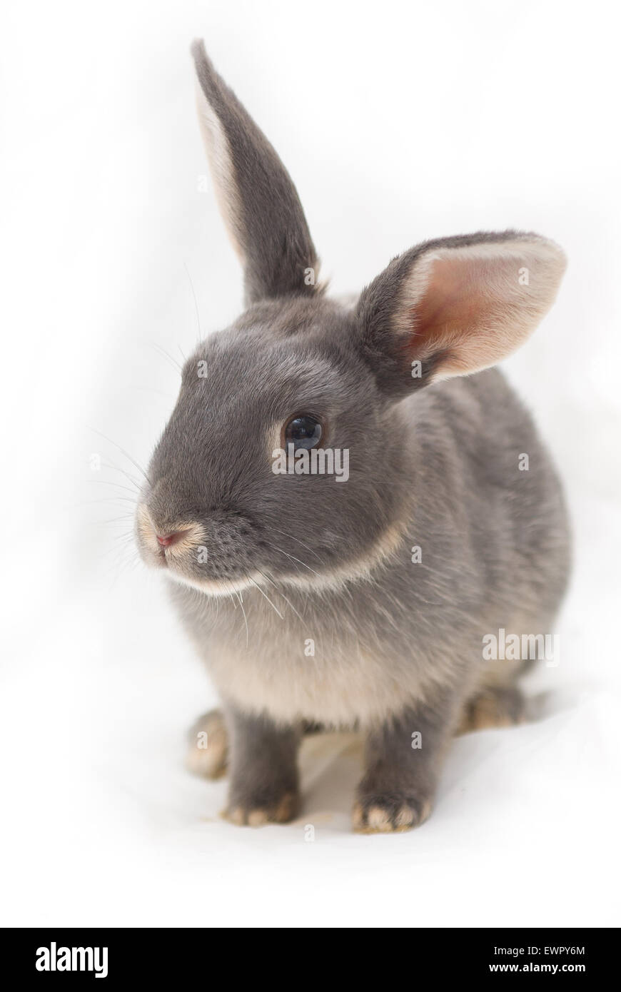 Gray Normal Rabbit Grey rabbit hi-res stock photography and images - Alamy