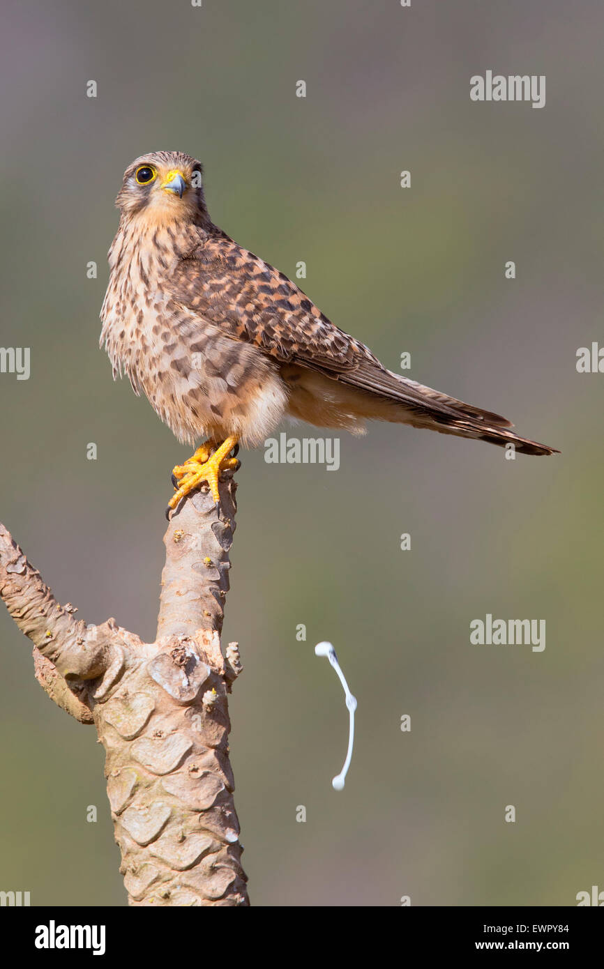Neglected Kestrel, Sao Nicolau, Cape Verde (Falco tinnunculus neglectus) Stock Photo