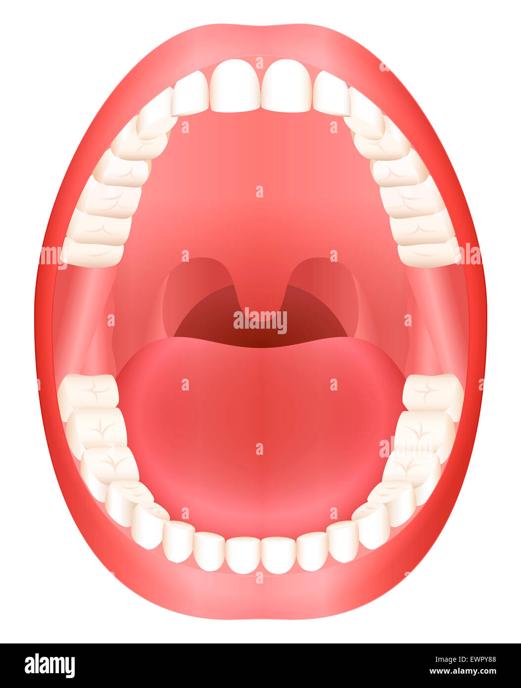 Teeth - open adult mouth model with upper and lower jaw and its thirty-six permanent teeth. Stock Photo