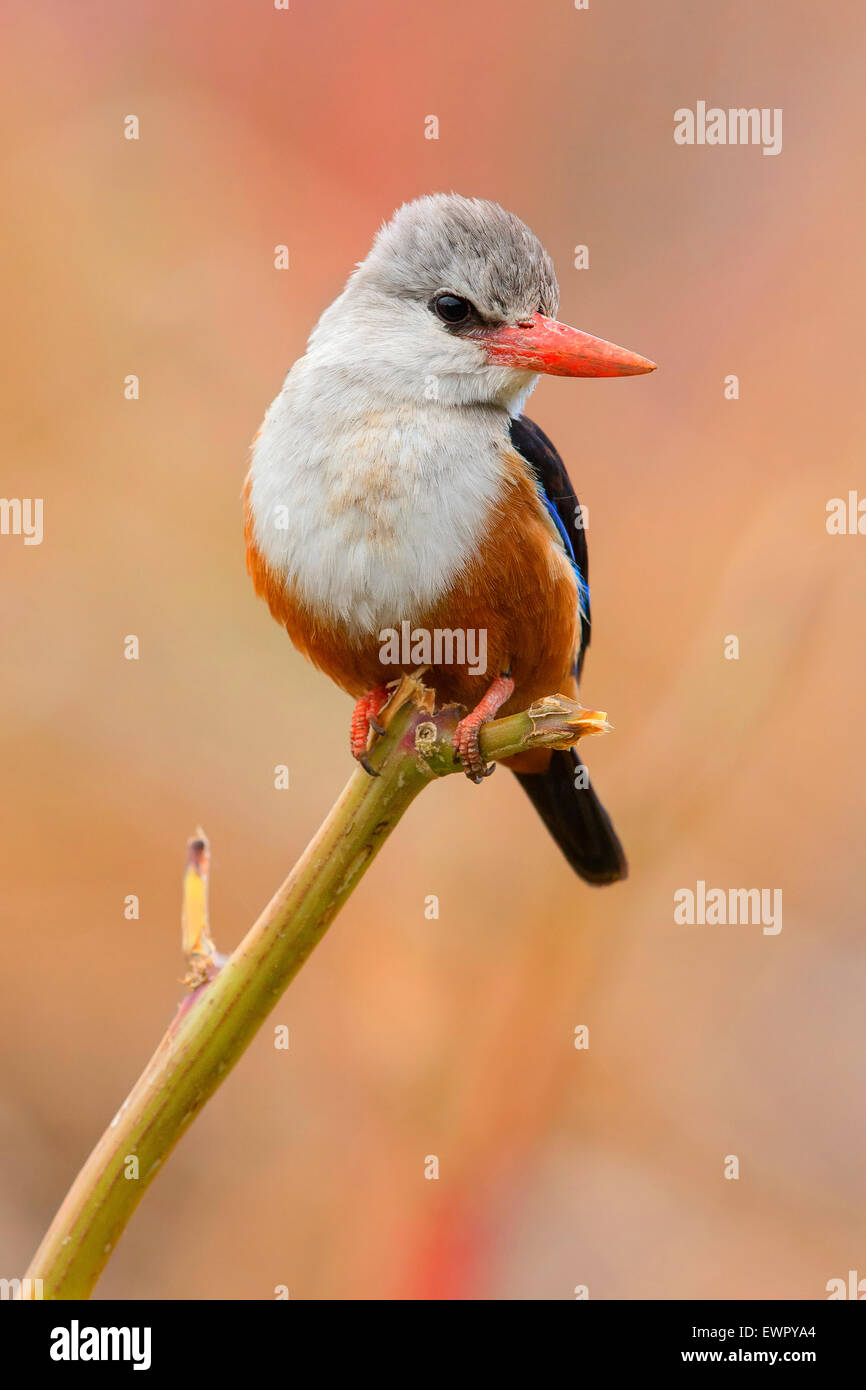 Grey-headed Kingfisher Stock Photo