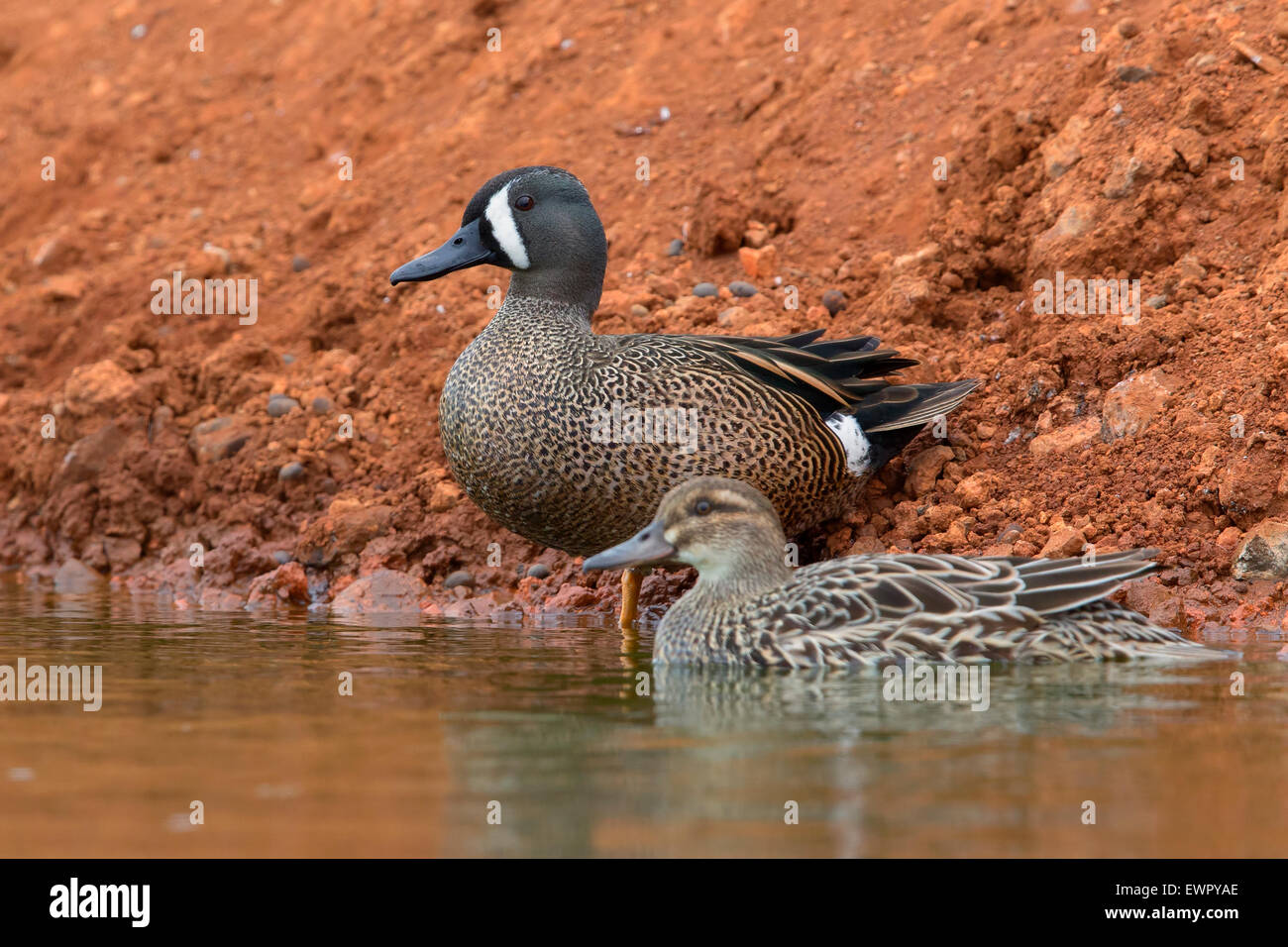 Blue-winged Teal Stock Photo