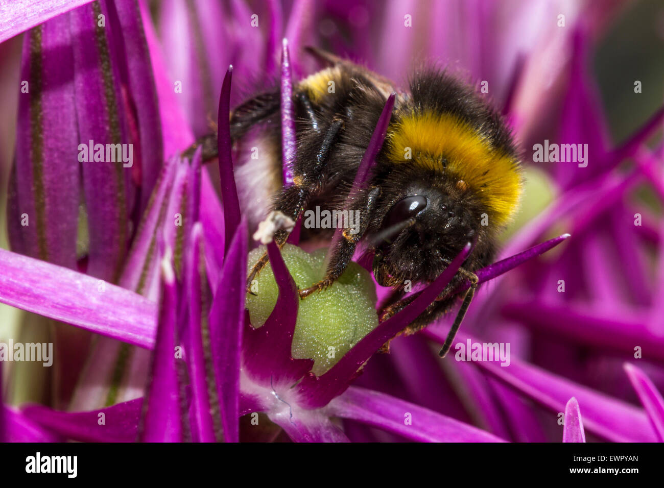 Bumblebee on Allium flower head. Stock Photo