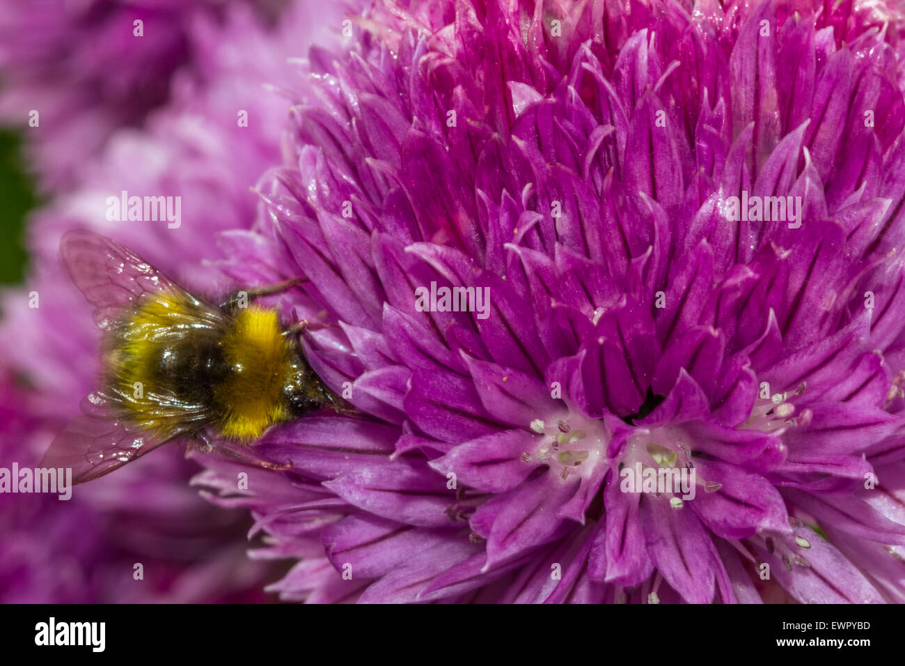 Bumblebee  Chive flower bee pollen flower. Stock Photo