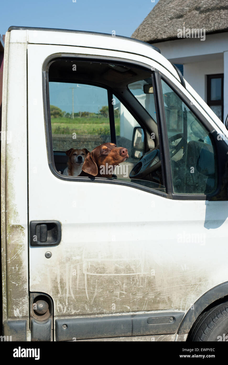 Dogs head looking out from car window Stock Photo Alamy