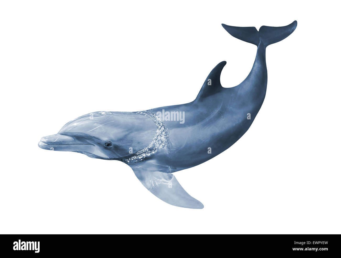 Dolphin isolated Stock Photo