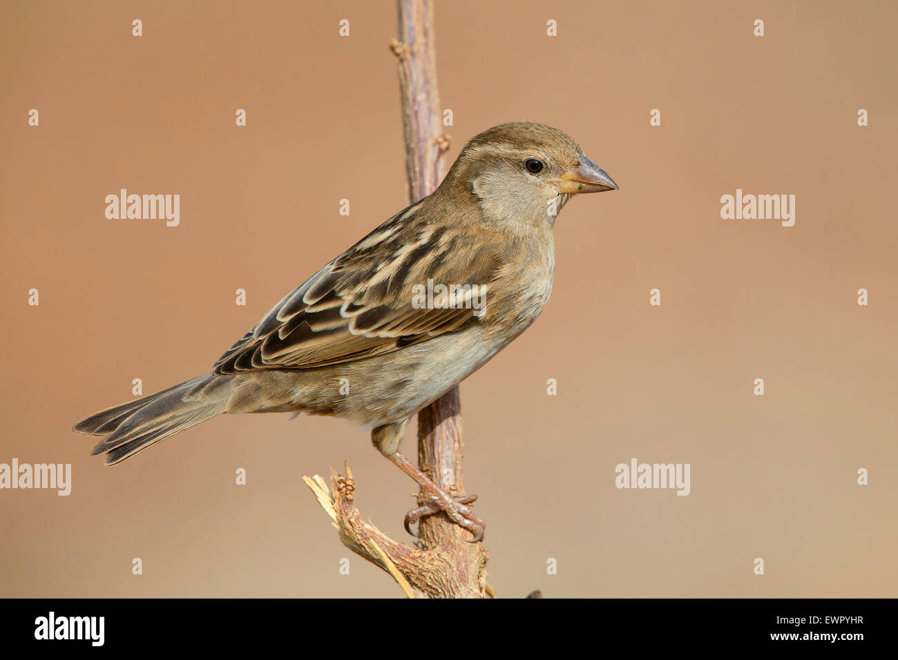 Spanish Sparrow Female Stock Photo Alamy