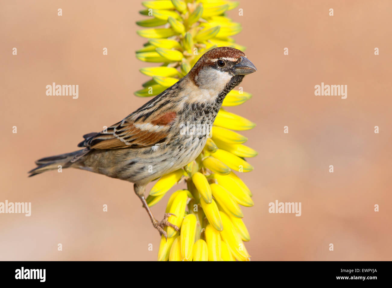 Spanish Sparrow, adult male perched on aloe vera Stock Photo