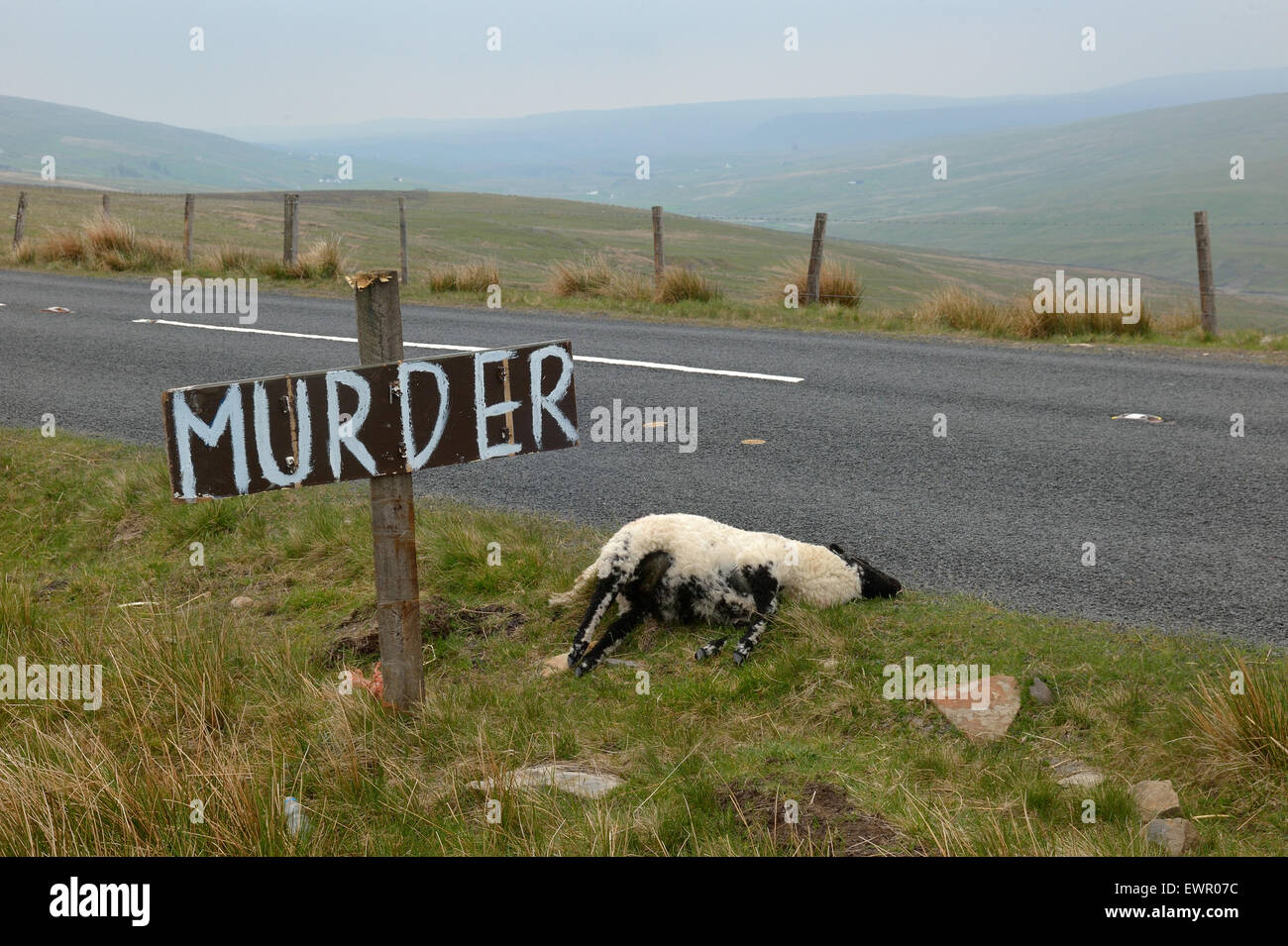 N Yorks farmer demands more care from drivers to avoid accidents with his livestock Stock Photo
