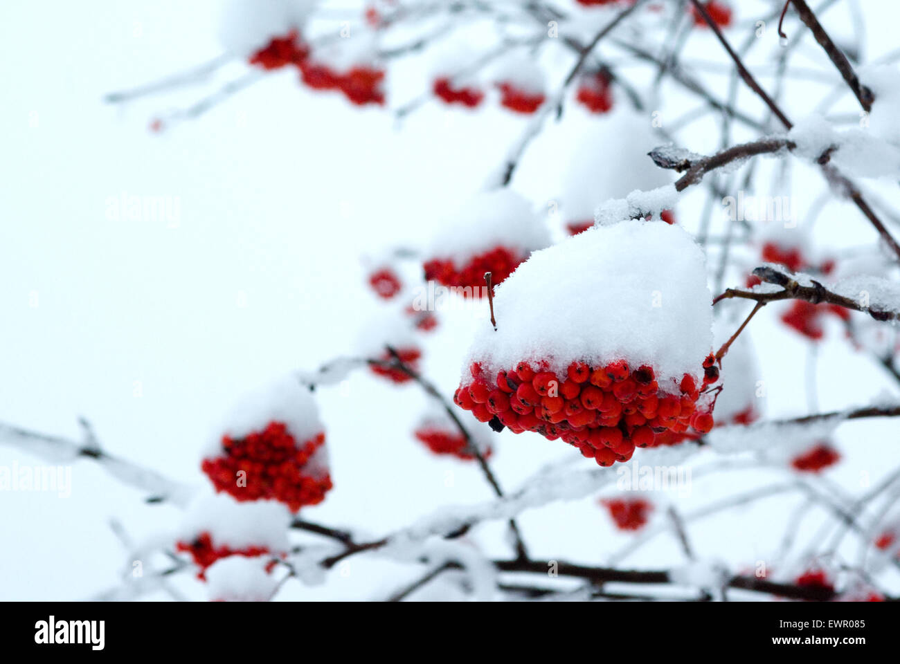Snow on red berries Stock Photo - Alamy