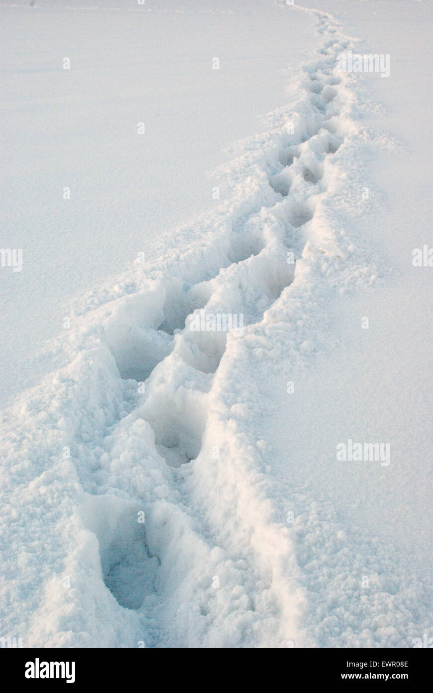 Footprints in snow Stock Photo Alamy