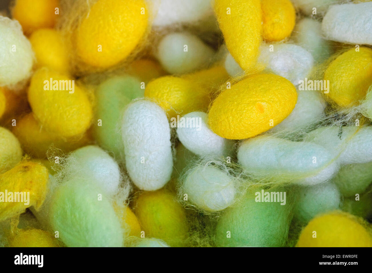 Silkworm Moth Bombyx Mori, Cocoon Stock Photo - Alamy