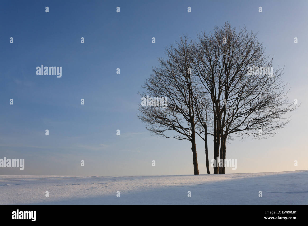 A winter landscape with an isolated tree over a blue sky Stock Photo ...