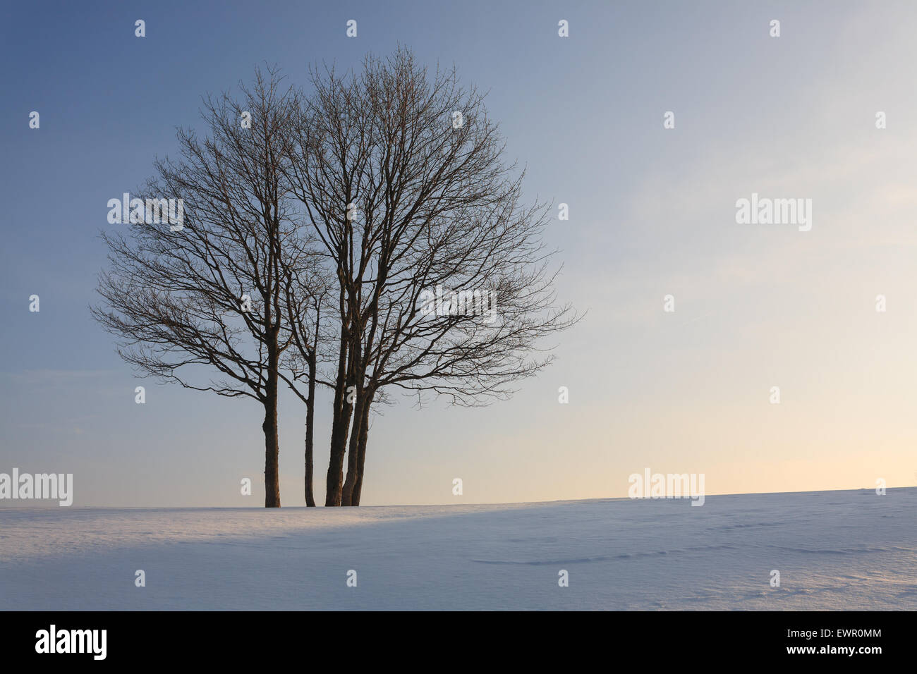 A winter landscape with an isolated tree over a blue sky Stock Photo