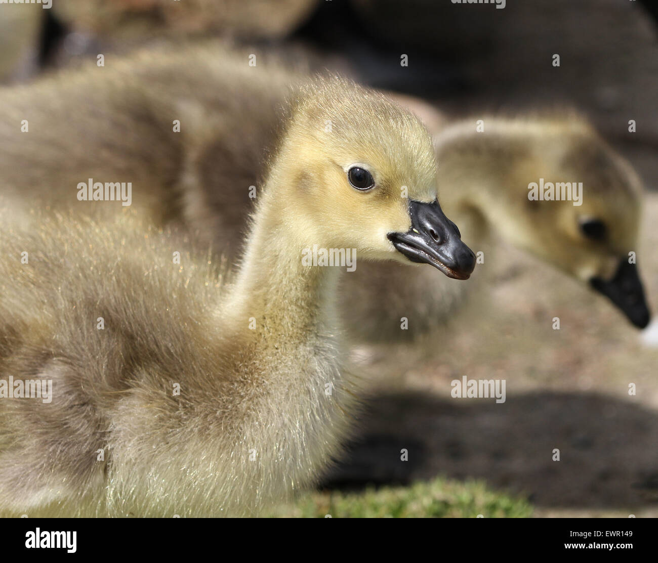 Young Canada geese Stock Photo - Alamy