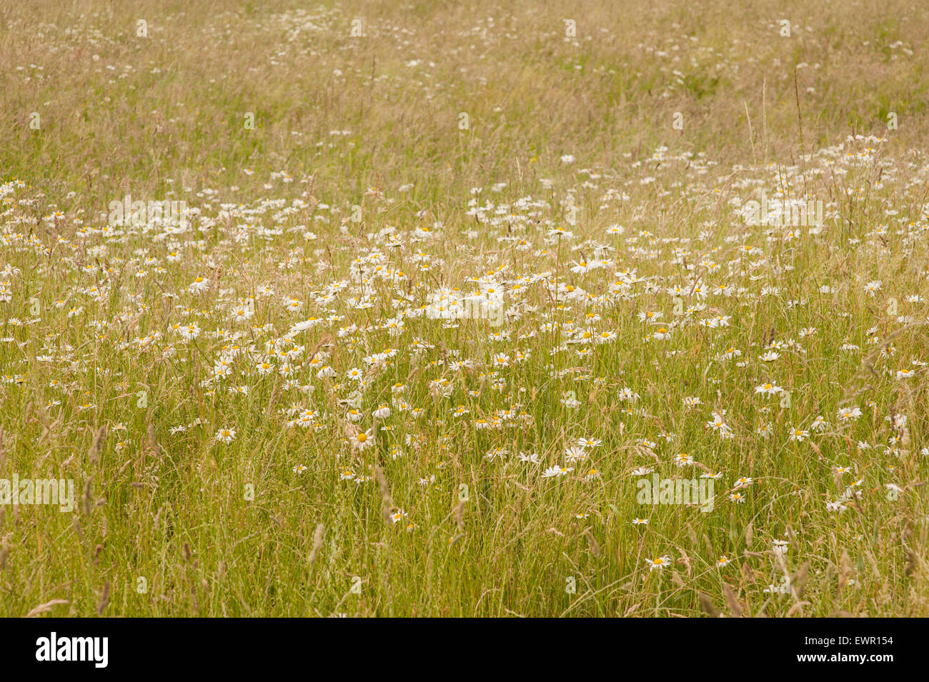 Daises  growing in mid summer meadow in UK image only has tall grass and daises visible taken late afternoon Stock Photo