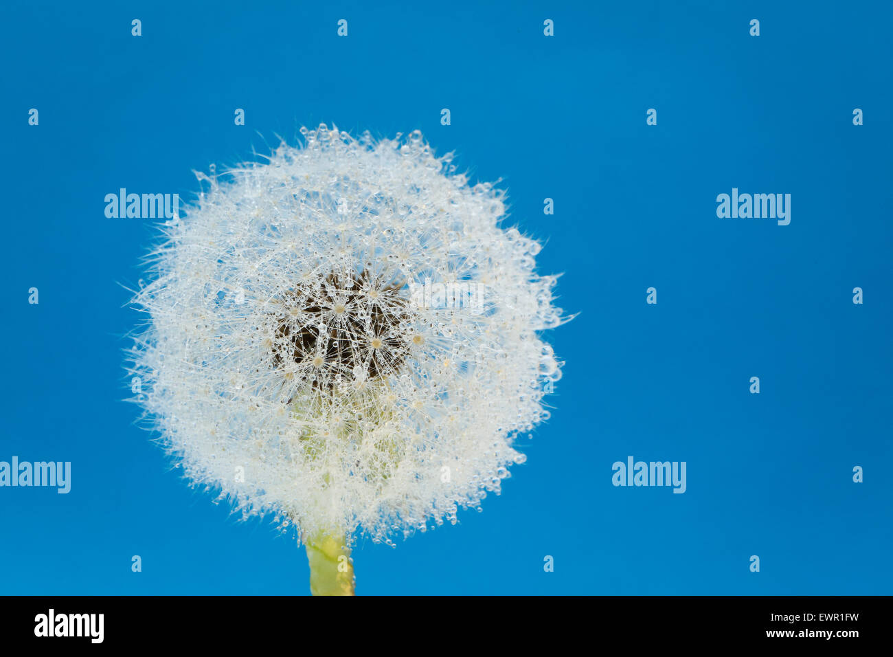 Wish flower fresh spring dandelion with blue background. Studio shot. Stock Photo