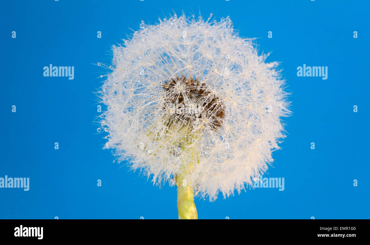 Wish flower fresh spring dandelion with blue background. Studio shot. Stock Photo