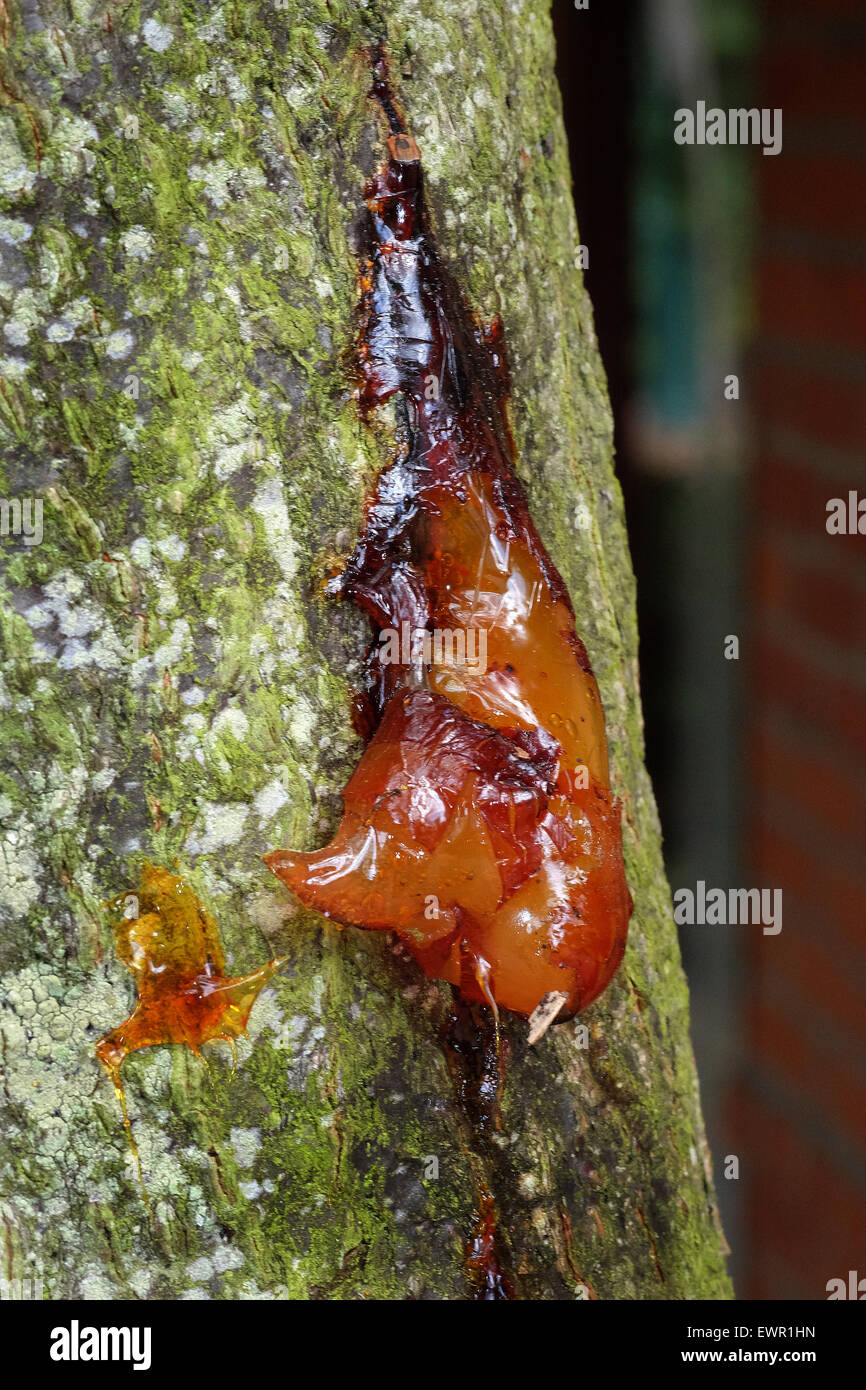 Soft resin hires stock photography and images Alamy
