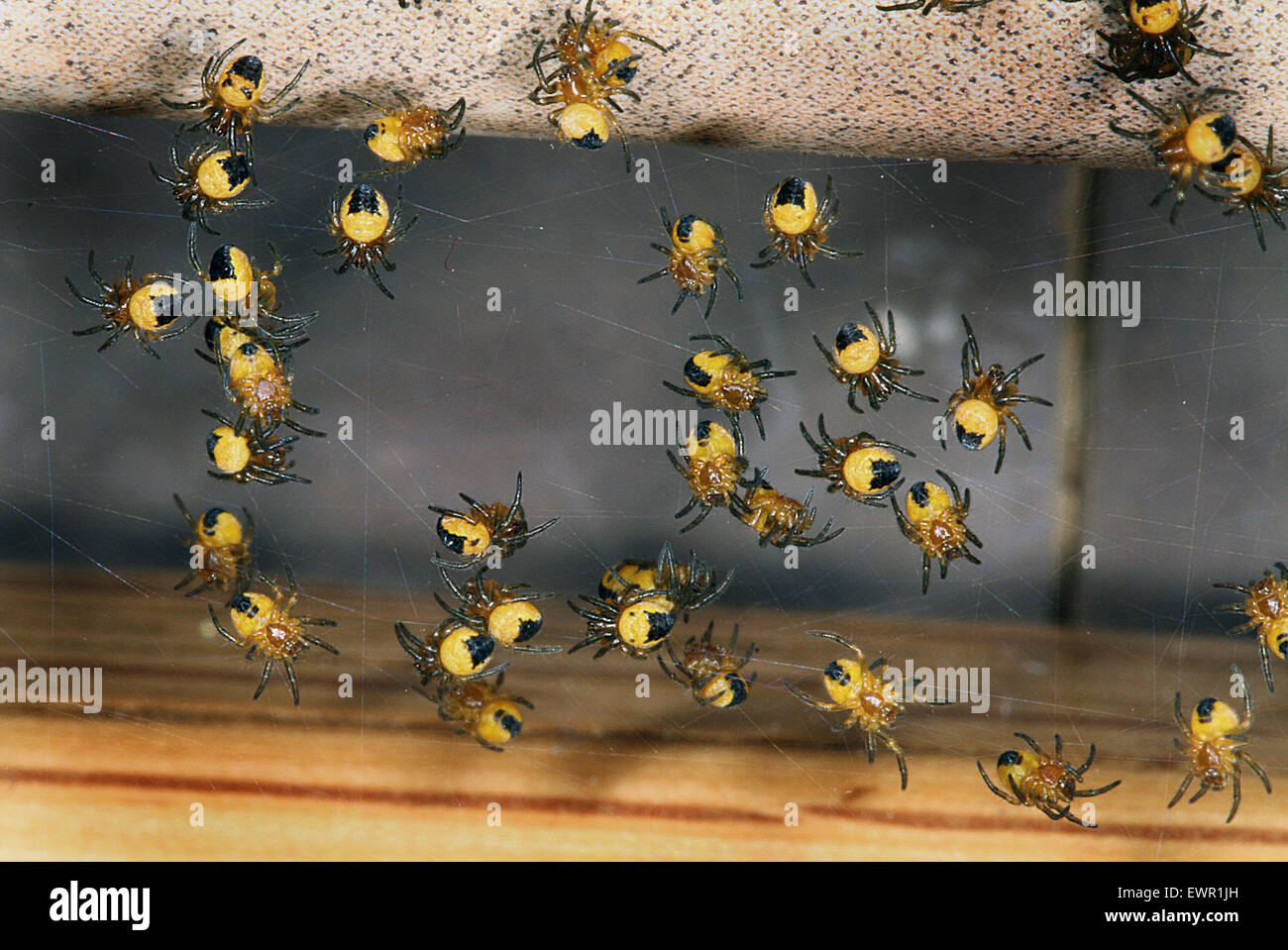 Hatch of baby house spiders Stock Photo Alamy
